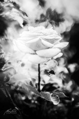Rn206970006-Rosenblüte im Zauberland-sw